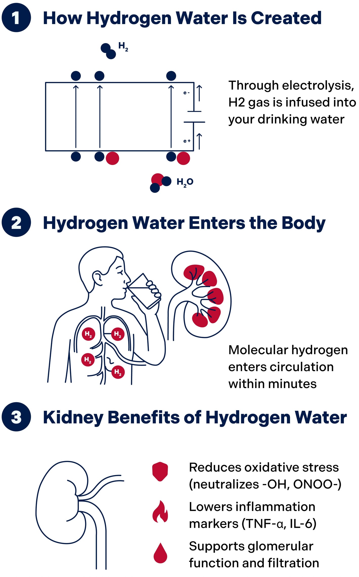 hydrowata-kidneys